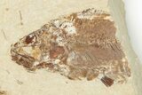 Cretaceous Eel (Enchelion) Fossil - Hjoula, Lebanon #201355-2